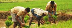 farmers in india