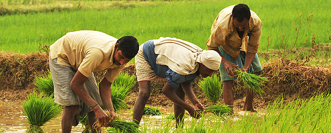 Farmer In India